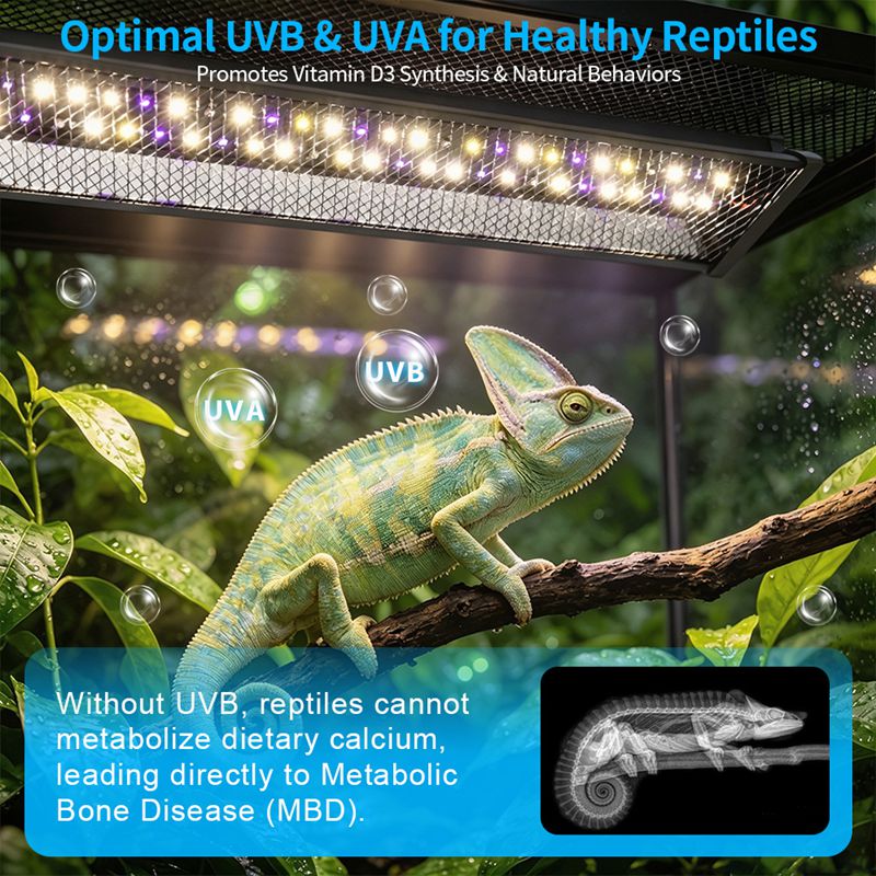 파충류 브래킷 조명 맨드 라이온 리자드 사육 상자 UV - Calcium Powder Reptile 리뷰 및 가격